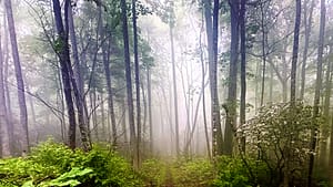 article featured image forest